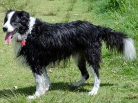 Border Collie thumbnail